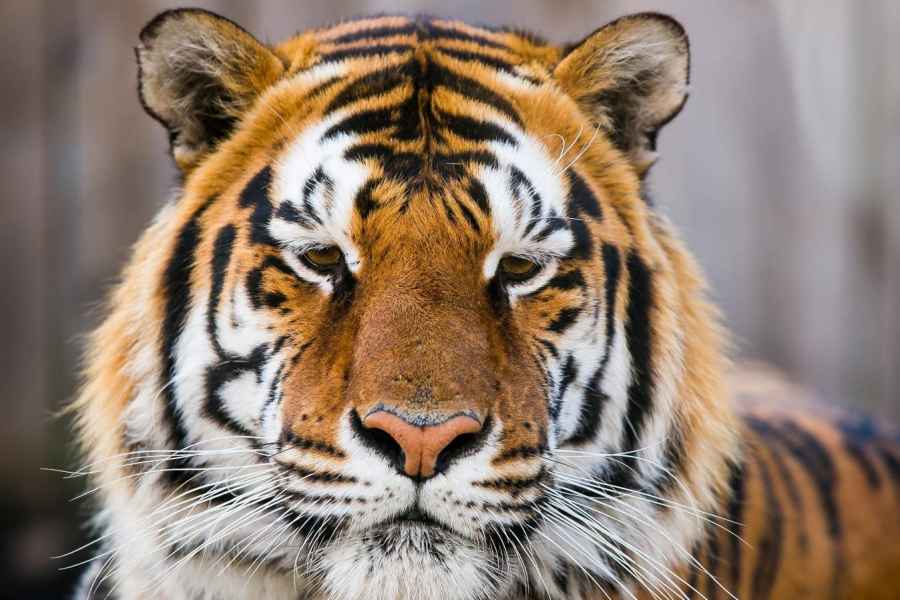 Von Delhi: 4-tägige Golden Triangle & Ranthambore Tiger Safari