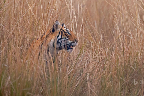 Från Delhi: 4-dagars Gyllene triangeln &amp; Ranthambore tigersafariTur med 4-stjärniga hotell