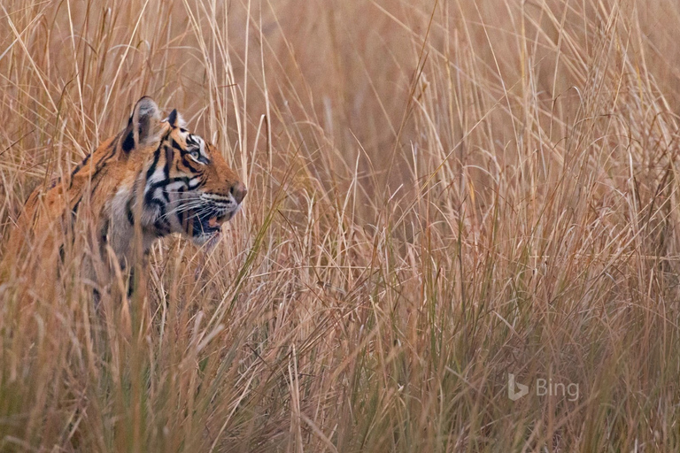 Från Delhi: 4-dagars Gyllene triangeln &amp; Ranthambore tigersafariTur med 4-stjärniga hotell