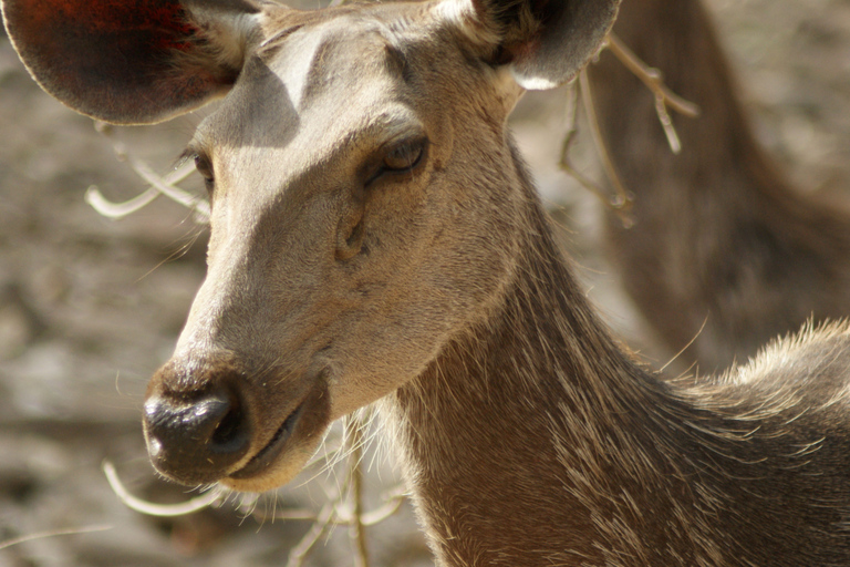 Från Delhi: 4-dagars Gyllene triangeln &amp; Ranthambore tigersafariTur med 4-stjärniga hotell