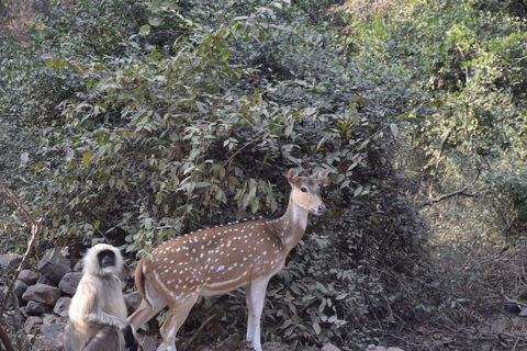 Från Delhi: 4-dagars Gyllene triangeln &amp; Ranthambore tigersafariTur med 4-stjärniga hotell