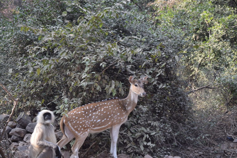 Från Delhi: 4-dagars Gyllene triangeln &amp; Ranthambore tigersafariTur med 4-stjärniga hotell