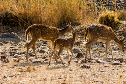 Från Delhi: 4-dagars Gyllene triangeln &amp; Ranthambore tigersafariTur med 4-stjärniga hotell