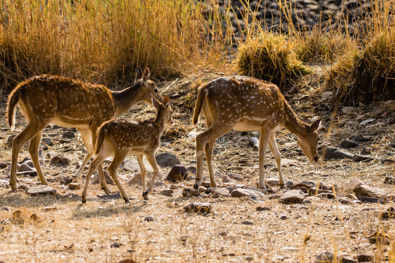 Från Delhi: 4-dagars Gyllene triangeln &amp; Ranthambore tigersafariTur med 4-stjärniga hotell