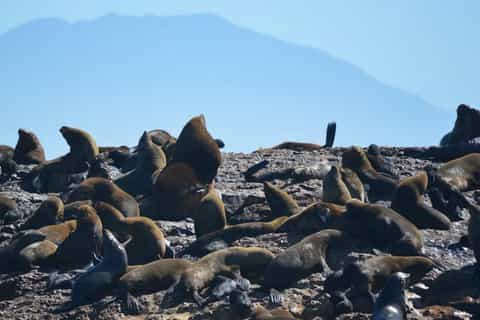 Mossel Bay: Seal Island Bootsfahrt mit Führer