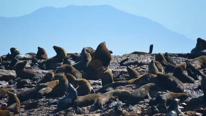 mossel bay viagem de barco à ilha seal com guia