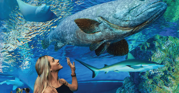 Cairns Aquarium General Admission Ticket