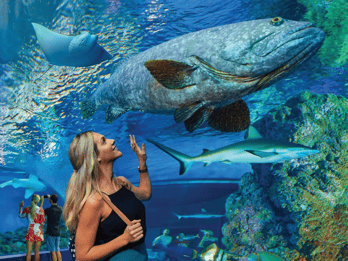 Cairns Aquarium General Admission Ticket