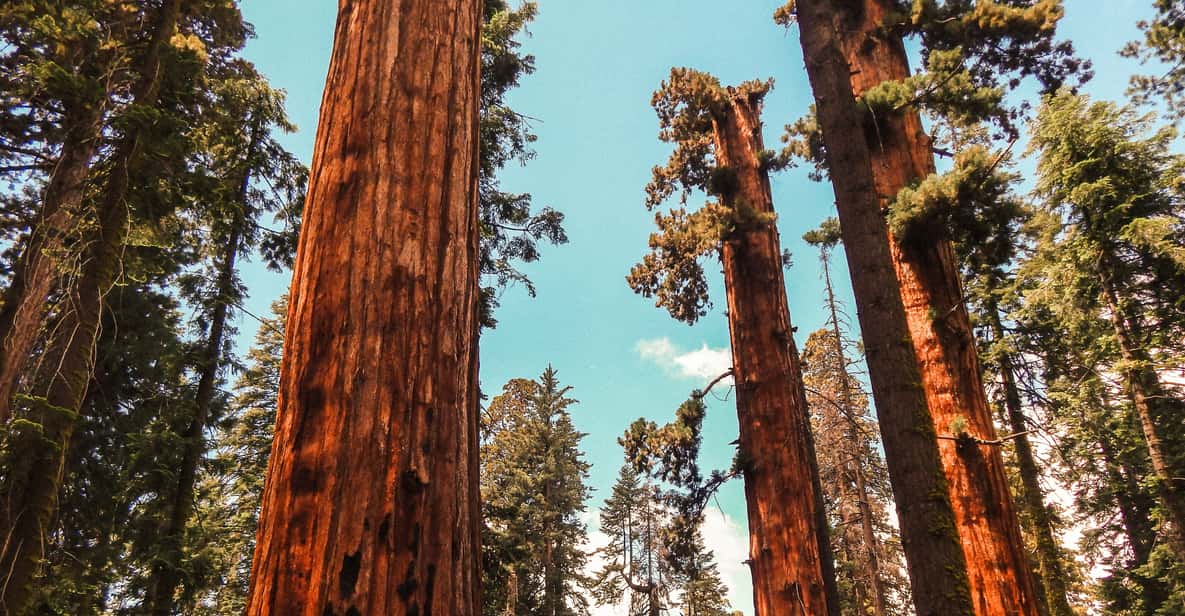 Yosemite Valley, Giant Sequoias and Glacier Point Tour