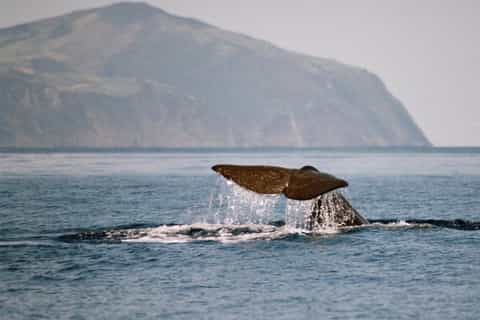 São Miguel Azores: Half-Day Whale Watching Trip