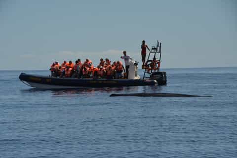 São Miguel Azores: Half-Day Whale Watching Trip