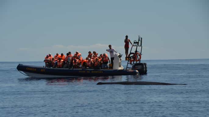 são miguel azores walvistocht van een halve dag