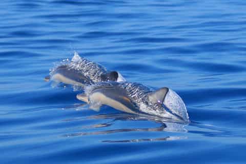São Miguel Azores: Half-Day Whale Watching Trip