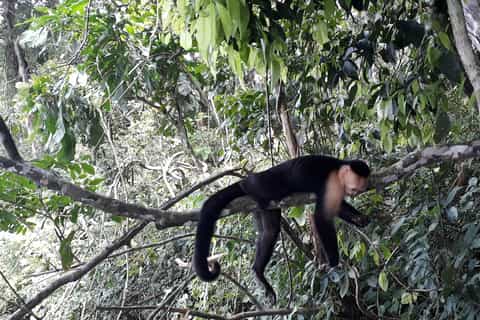 Panama: Monkey Island Private Tour
