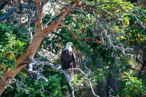 Victoria: Covered Whale Watching Adventure with Free Photos Victoria: Half-Day Whale Watching Adventure with Free Photos