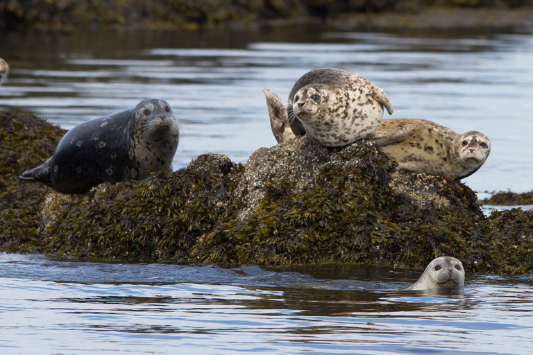 Victoria: Covered Whale Watching Adventure with Free Photos Victoria: Half-Day Whale Watching Adventure with Free Photos