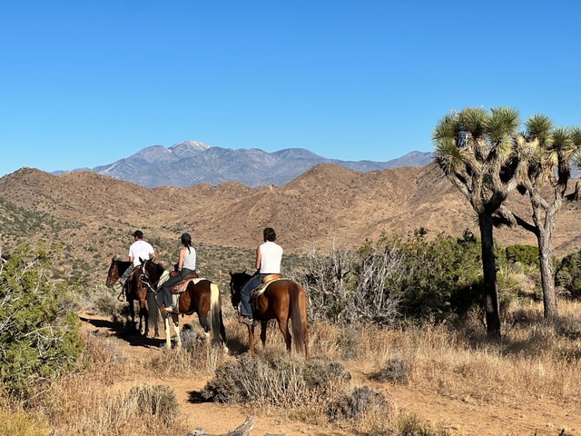 3 hr Guided Horseback Ride: Joshua Tree National Park