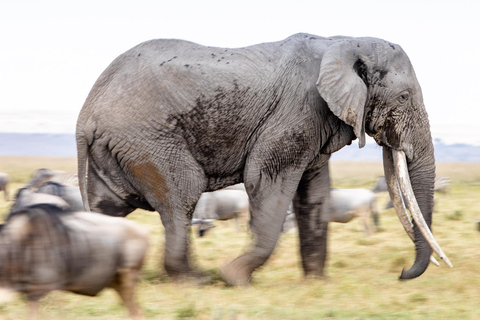 7 giorni di safari nella natura del Kenya e safari sulla spiaggia di Diani