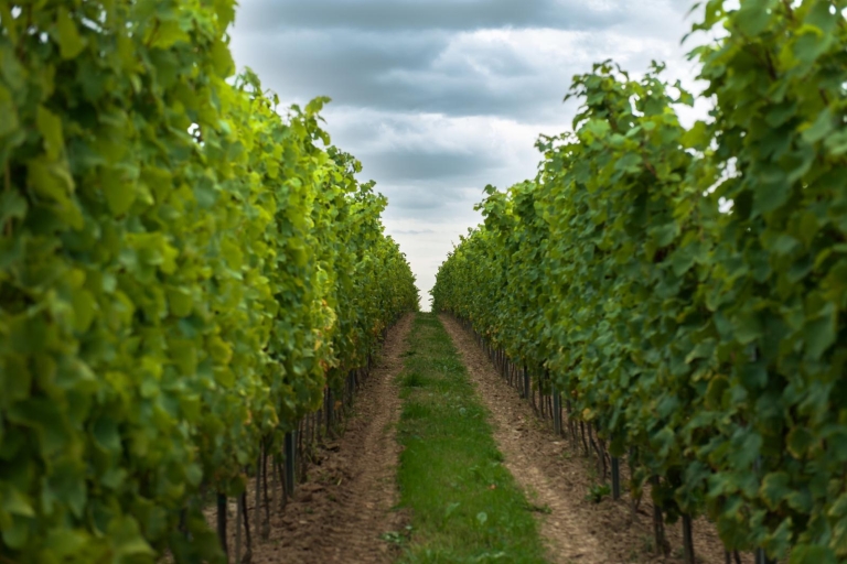 Vanuit Krakau: wijnproeverij bij Wieliczka-wijngaard