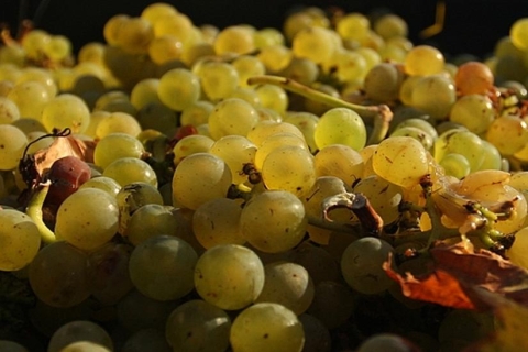 De Cracovie: dégustation de vins au vignoble de Wieliczka