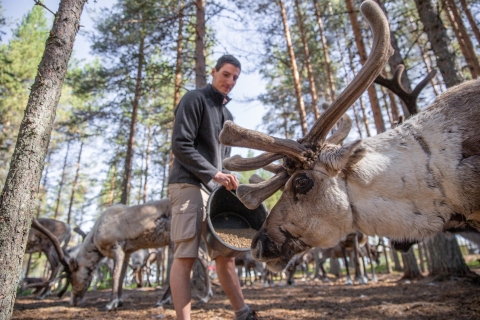 Rovaniemi: authentique ferme de rennes et canoë