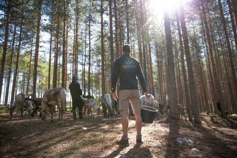 Rovaniemi: Authentische Rentierfarm & Kanufahren