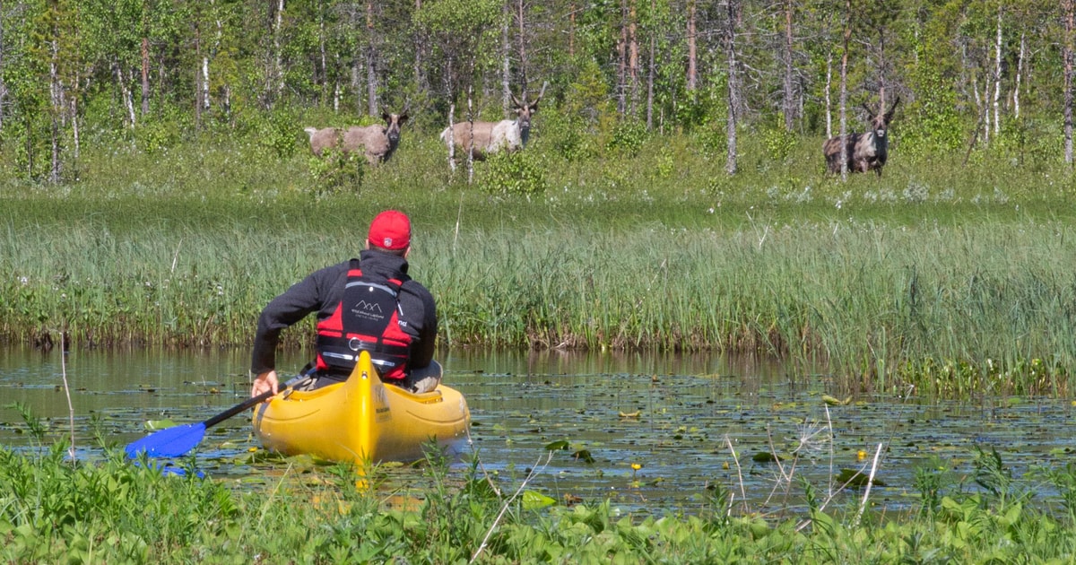 Rovaniemi Ferme authentique de rennes et canoëkayak GetYourGuide