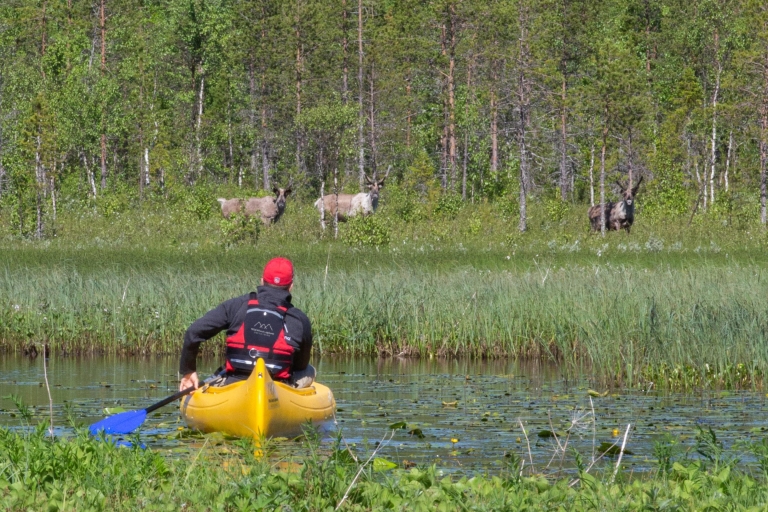 Rovaniemi: authentique ferme de rennes et canoë
