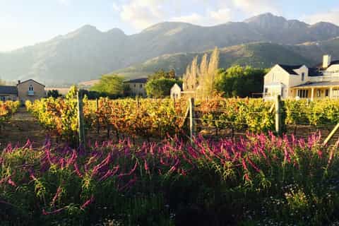 Stellenbosch: Devon Valley Vineyards Bicycle Tour w. Lunch