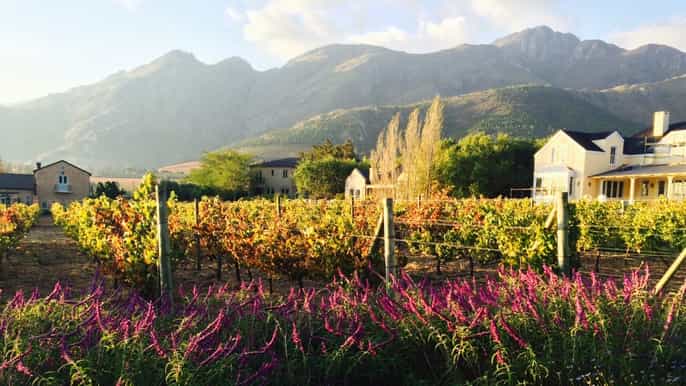 stellenbosch devon valley vineyards radtour w. mittagessen