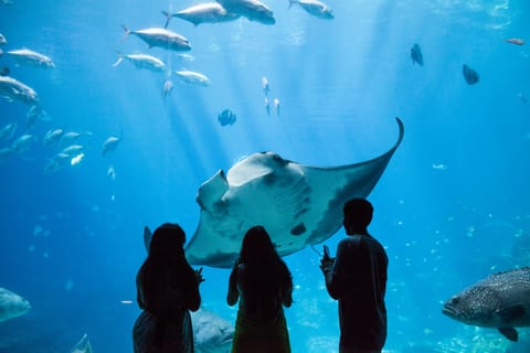 Atlanta CityPASS®: Save 44% at 5 Top Attractions
