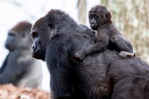 Atlanta CityPASS®: Save 40% at 5 Top Attractions