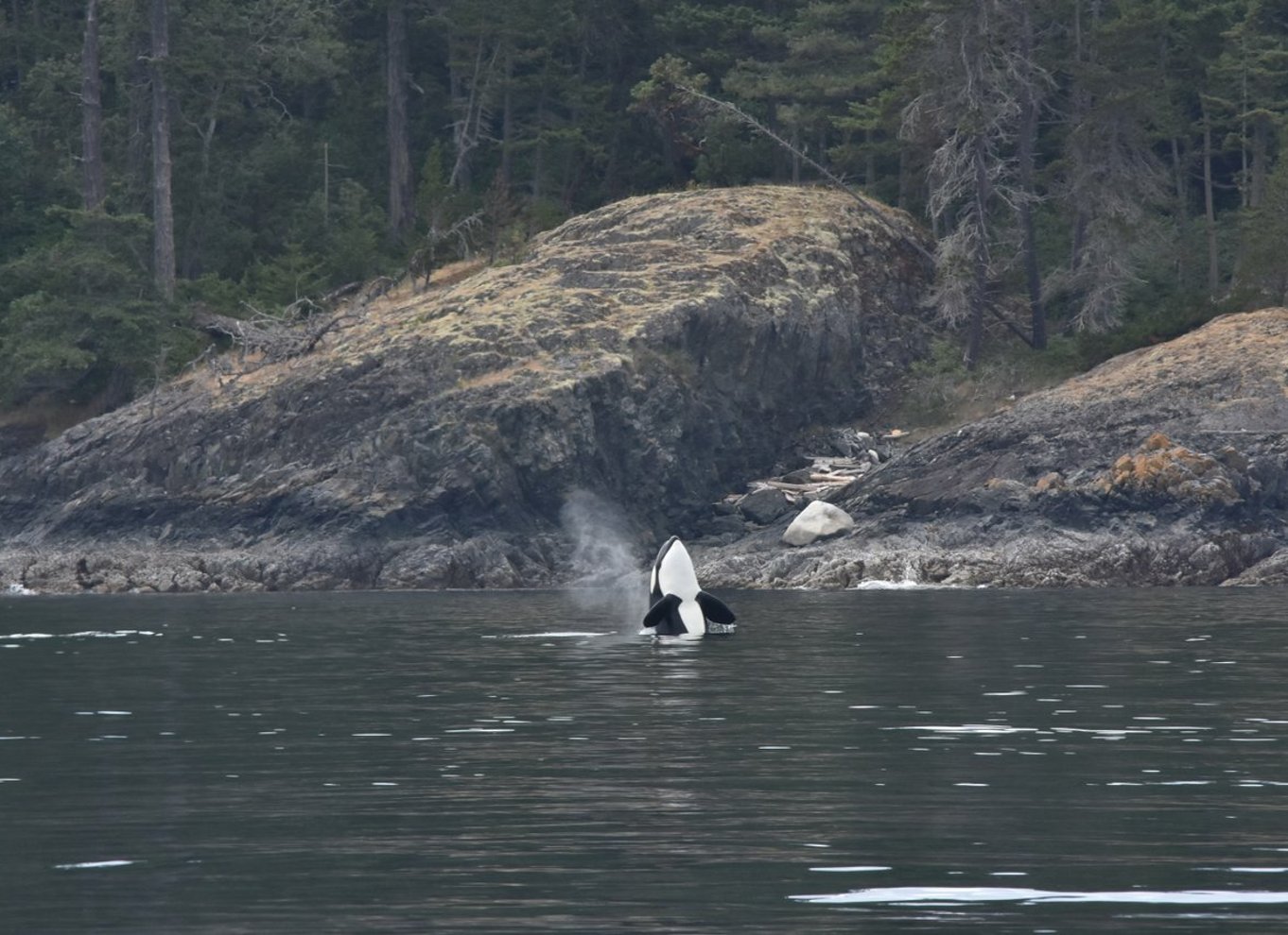 Fra Vancouver: Hval- og dyrelivssafari med gratis fotos