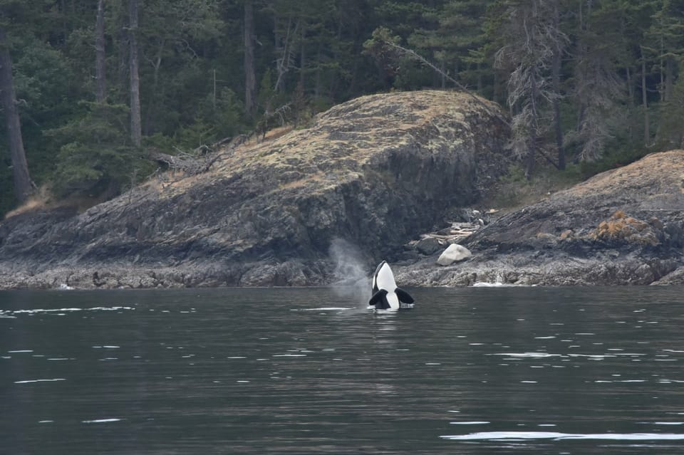 Vancouver, BC: Whale Watching Tour | GetYourGuide