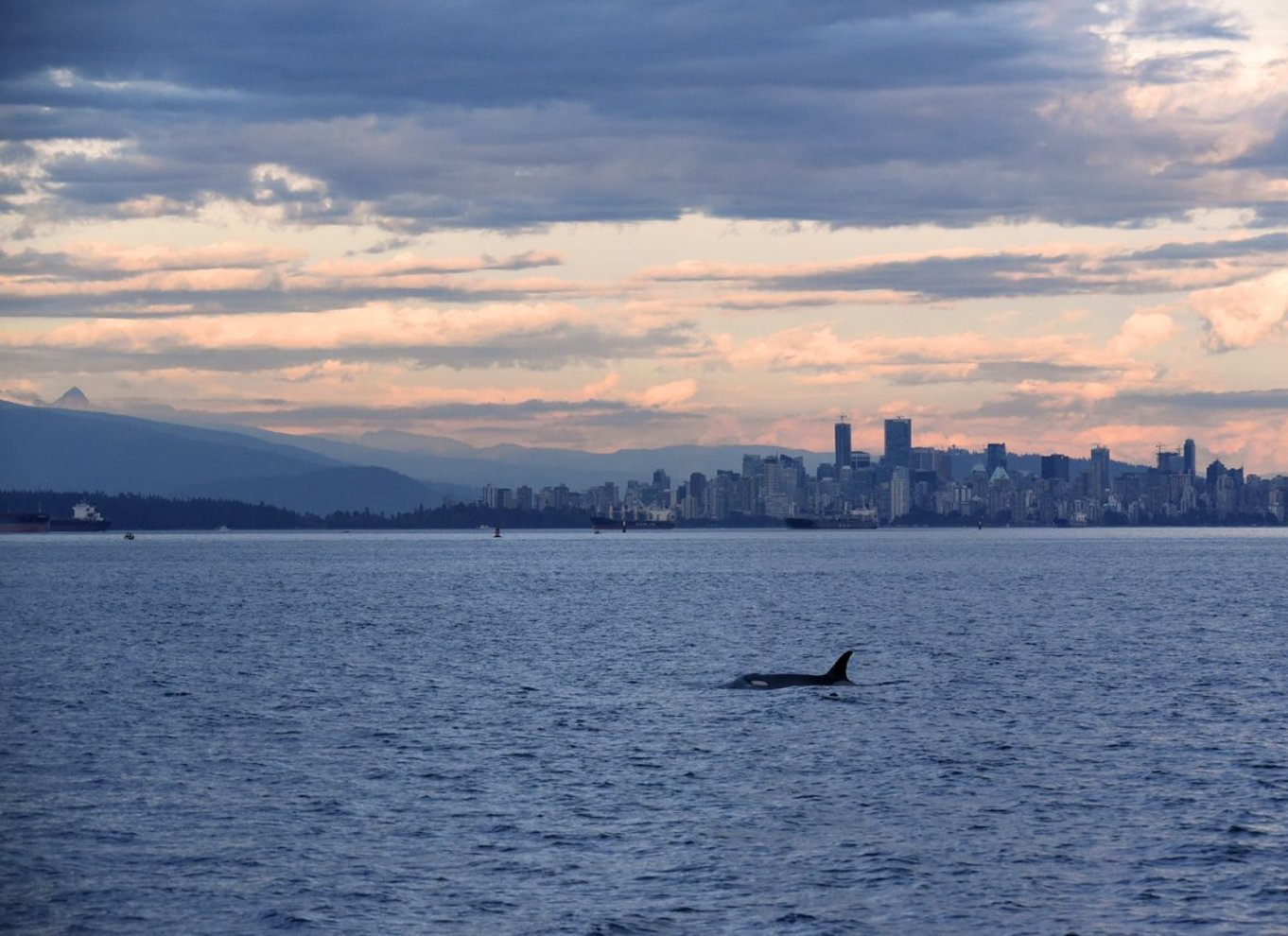Fra Vancouver: Hval- og dyrelivssafari med gratis fotos