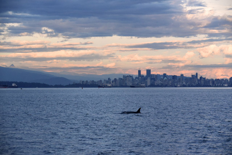 Vancouver : demi-journée d’observation de baleines