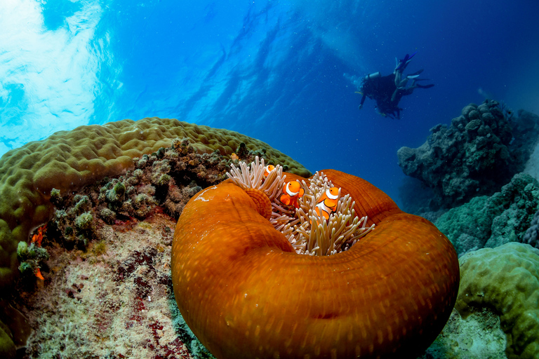 Outer Great Barrier Reef: Bootsfahrt und Hubschrauberflug