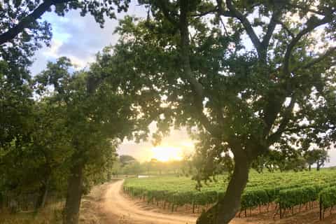 Constantia: Winelands Bike Tour