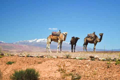 Marrakech: gita di un giorno sulle montagne dell'Atlante e nel deserto di Agafay con cammello