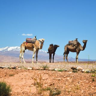 Marrakech: gita di un giorno alle montagne dell'Atlante e al deserto di Agafay