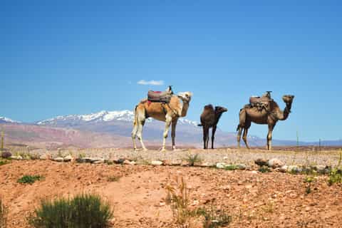 Marrakech: Atlas Mountains and Agafay Desert Day Trip