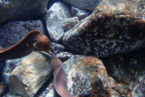 Porto Santo: Snorkeling Tour