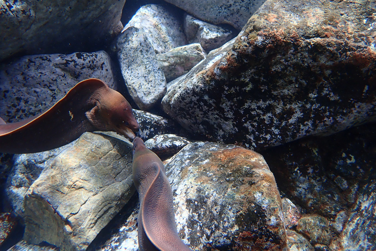 Porto Santo: Snorkeling Tour