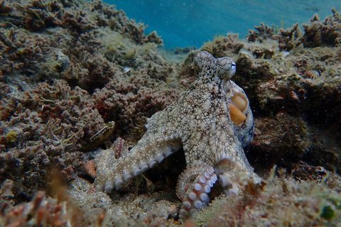 Porto Santo: Snorkeling Tour