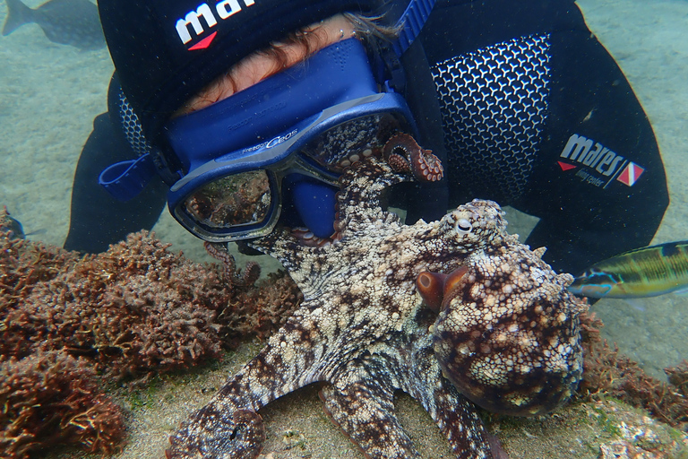 Porto Santo: Snorkeling Tour