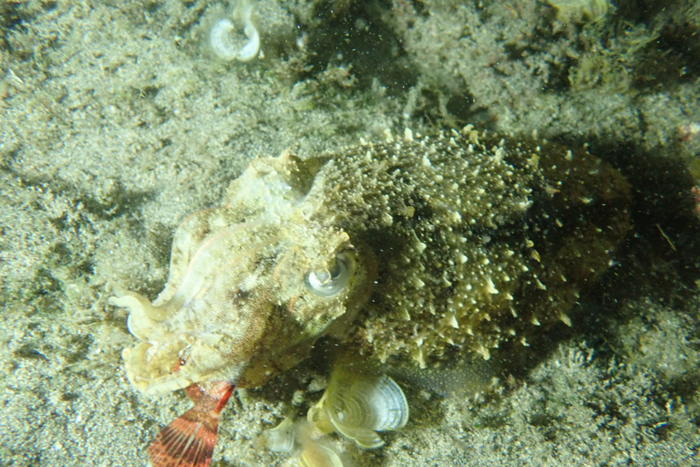 Porto Santo: privé nacht snorkeltochtGedeelde nacht snorkeltocht