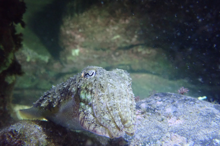 Porto Santo: privé nacht snorkeltochtGedeelde nacht snorkeltocht