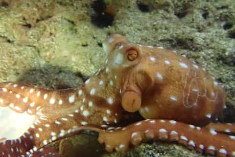 Porto Santo: Privat nattsnorkeltur