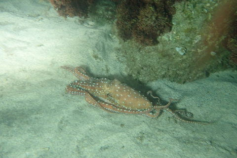 Porto Santo: privé nacht snorkeltochtGedeelde nacht snorkeltocht