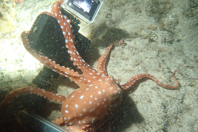 Porto Santo: privé nacht snorkeltochtGedeelde nacht snorkeltocht